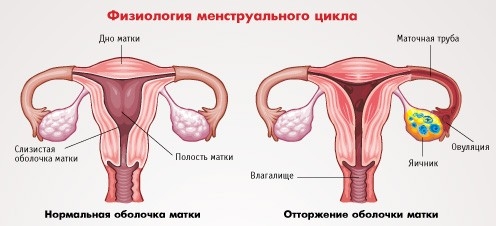 Ciclul menstrual - ciclul ovarian
